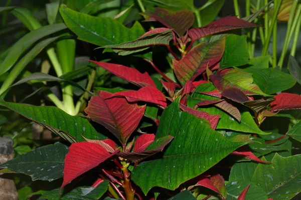 Bela Planta Poinsettia Com Folhas Verdes Vermelhas Fundo Borrado Vista — Fotografia de Stock