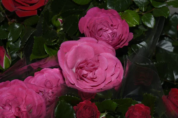 Gros Plan Beau Bouquet Fleurs Roses Colorées — Photo