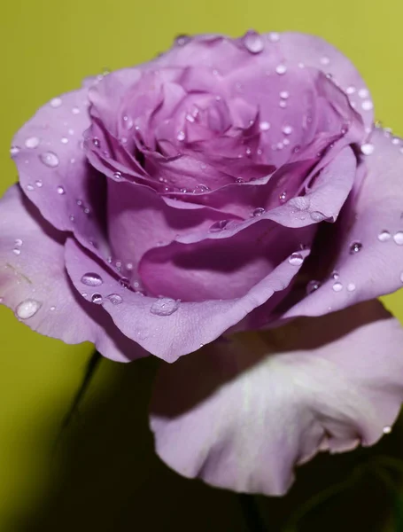 Bela Rosa Flor Fundo Luz Conceito Verão Vista Perto — Fotografia de Stock