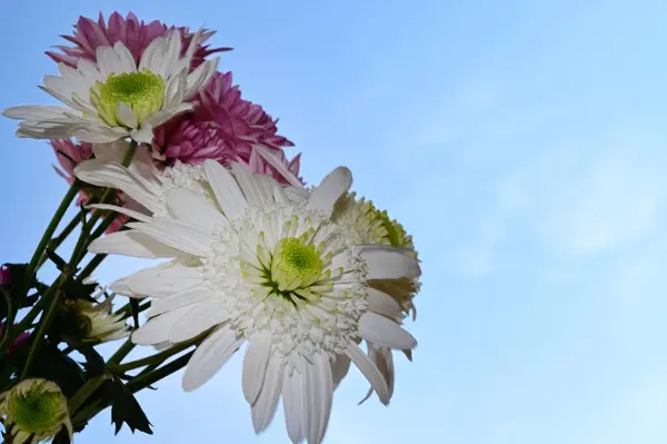 Belas Flores Fundo Céu Conceito Verão Vista Perto — Fotografia de Stock