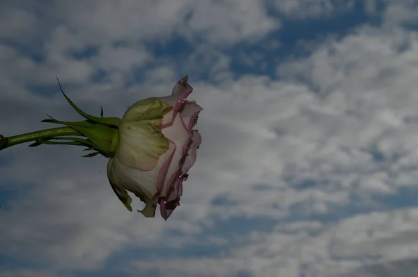 Bela Rosa Flor Fundo Céu Conceito Verão Vista Perto — Fotografia de Stock