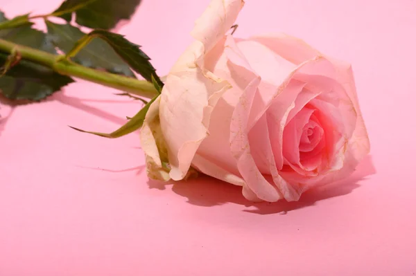 Όμορφο Τριαντάφυλλο Λουλούδι Στο Φως Φόντο Έννοια Του Καλοκαιριού Κοντινή — Φωτογραφία Αρχείου