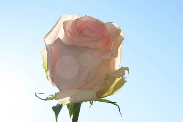 Bela Rosa Flor Fundo Luz Conceito Verão Vista Perto — Fotografia de Stock
