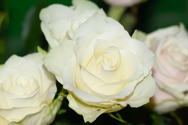 Zbliżenie Piękne Kolorowe Kwiaty Różane Bukiet — Zdjęcie stockowe