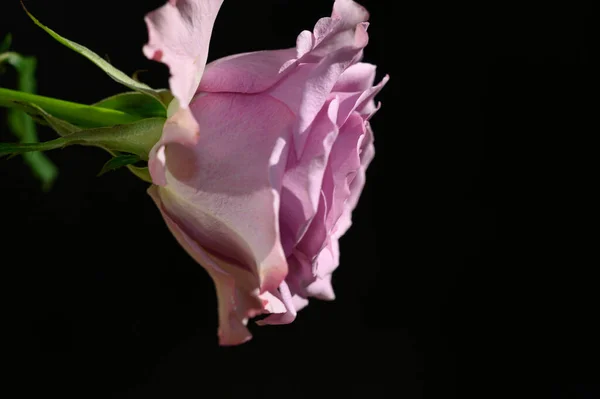 Όμορφο Τριαντάφυλλο Λουλούδι Σκούρο Φόντο Έννοια Του Καλοκαιριού Κοντινή Θέα — Φωτογραφία Αρχείου