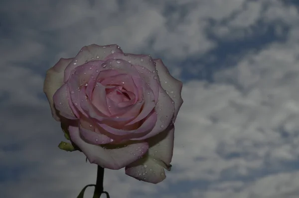 Bellissimo Fiore Rosa Sfondo Cielo Concetto Estate Vista Vicino — Foto Stock