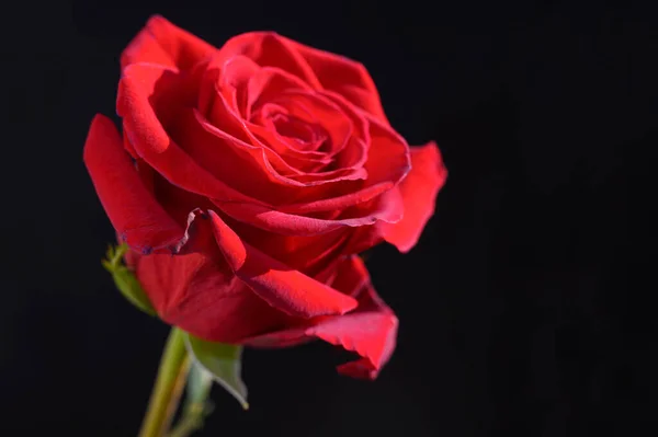 Schöne Rosenblüte Auf Dunklem Hintergrund Sommerkonzept Nahsicht — Stockfoto