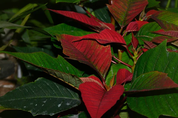 緑と赤の葉を背景にした美しいポインセチアの植物 — ストック写真