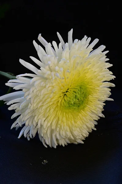 Närbild Vackra Färgglada Blommor — Stockfoto