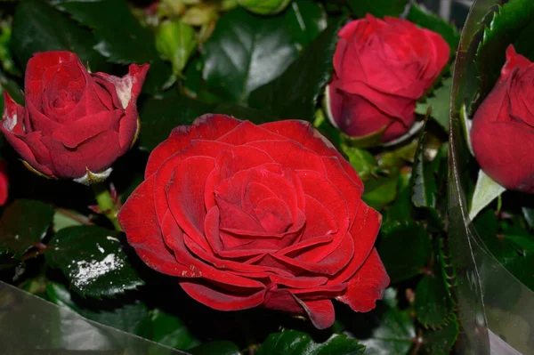 Nahaufnahme Von Schönen Bunten Rosenblüten Bouquet — Stockfoto