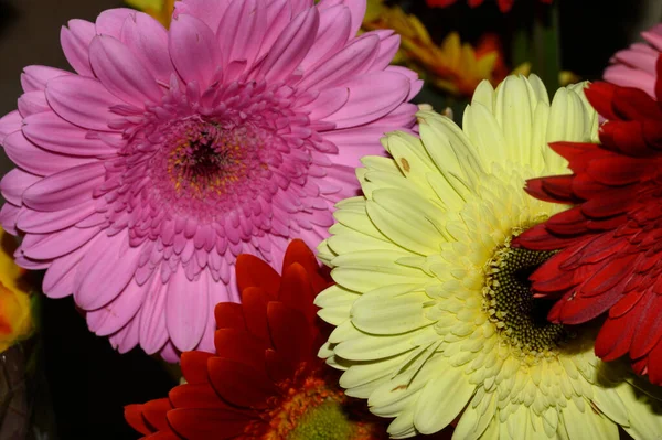 아름다운 색깔의 꽃들이 만발하고 — 스톡 사진