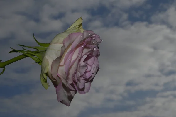 Bellissimo Fiore Rosa Sfondo Cielo Concetto Estate Vista Vicino — Foto Stock