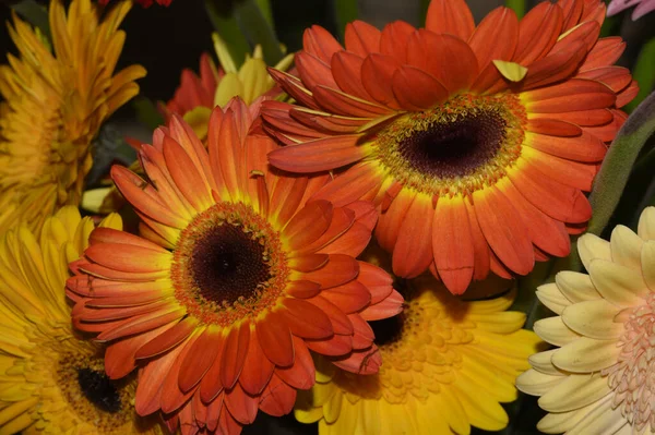 Nahaufnahme Von Schönen Bunten Blumen — Stockfoto