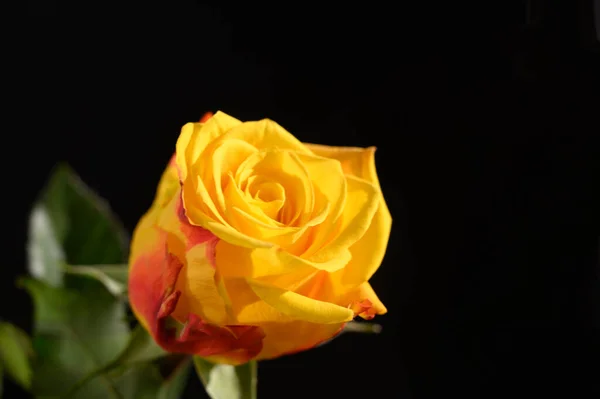 Красивый Цветок Розы Темном Фоне Летняя Концепция Близкий Вид — стоковое фото