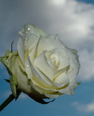 Gökyüzü arka planında güzel bir gül, yaz konsepti, yakın manzara  