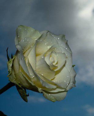 Gökyüzü arka planında güzel bir gül, yaz konsepti, yakın manzara  