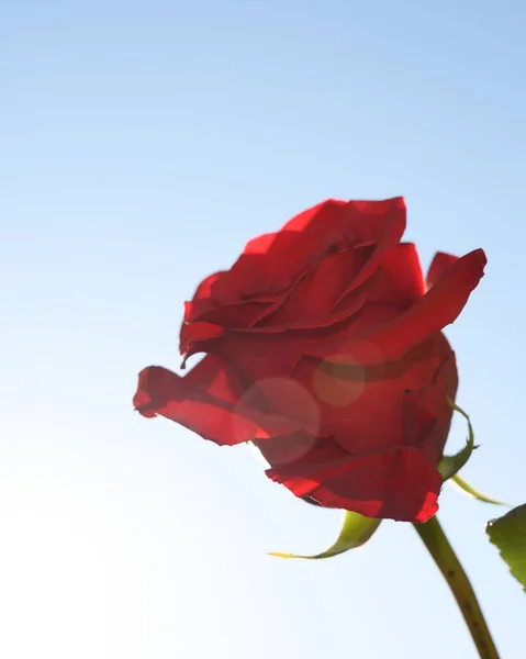 Bela Rosa Flor Fundo Céu Conceito Verão Vista Perto — Fotografia de Stock