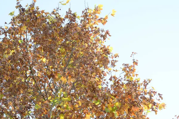 Blick Auf Herbst Baumzweige Mit Gelben Blättern Vor Blauem Himmel — Stockfoto