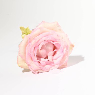 Işıklı arka planda güzel bir gül, yaz konsepti, yakın görüş  