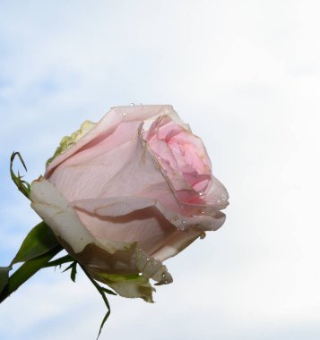 Gökyüzü arka planında güzel bir gül, yaz konsepti, yakın manzara  