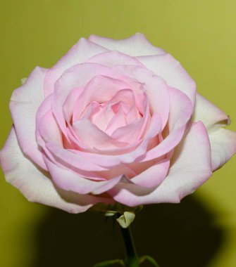 Işıklı arka planda güzel bir gül, yaz konsepti, yakın görüş  