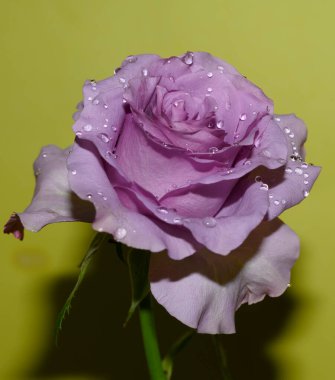 Işıklı arka planda güzel bir gül, yaz konsepti, yakın görüş  