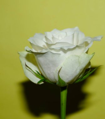 Işıklı arka planda güzel bir gül, yaz konsepti, yakın görüş  