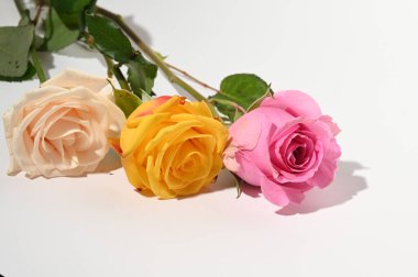 Hafif arka planda güzel taze güller, yaz konsepti, yakın manzara  