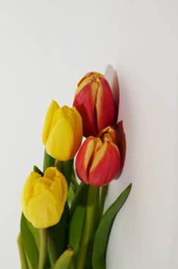 Hafif arka planda güzel taze laleler, yaz konsepti, yakın manzara  