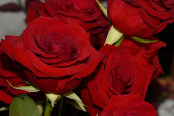 Buquê Belas Rosas Fundo Claro Conceito Verão Vista Perto — Fotografia de Stock