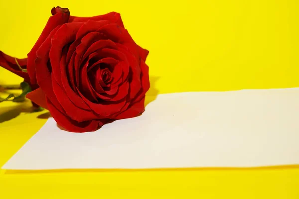 Красивый Цветок Розы Белой Пустой Картой Светлом Фоне Летняя Концепция — стоковое фото