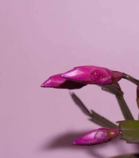 Красиві Квіти Естради Яскравому Фоні Літня Концепція Вид Близької Відстані — стокове фото