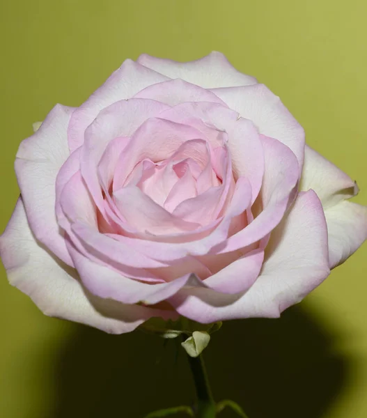 Krásná Růže Květina Světlém Pozadí Letní Koncept Zblízka — Stock fotografie