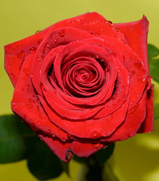 Krásná Růže Květina Světlém Pozadí Letní Koncept Zblízka — Stock fotografie