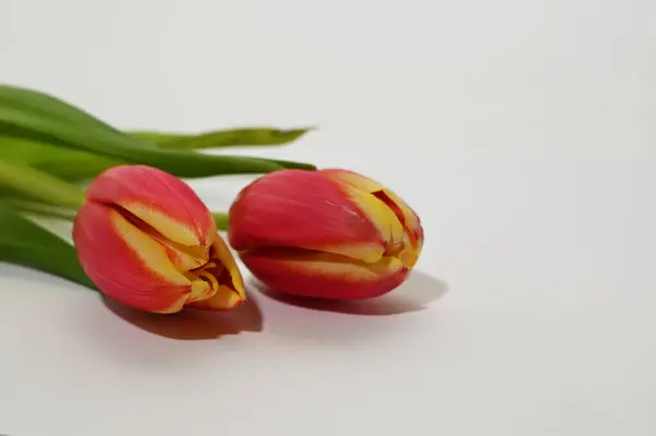 Piękne Świeże Tulipany Jasnym Tle Koncepcja Latem Widok Bliska — Zdjęcie stockowe