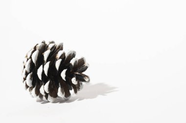 Açık arkaplanda kuru çam kozalağı, yakın görünüm 