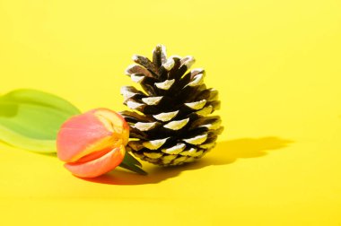 Sarı arka planda lale çiçekli kuru kozalak, yakın görüş. 