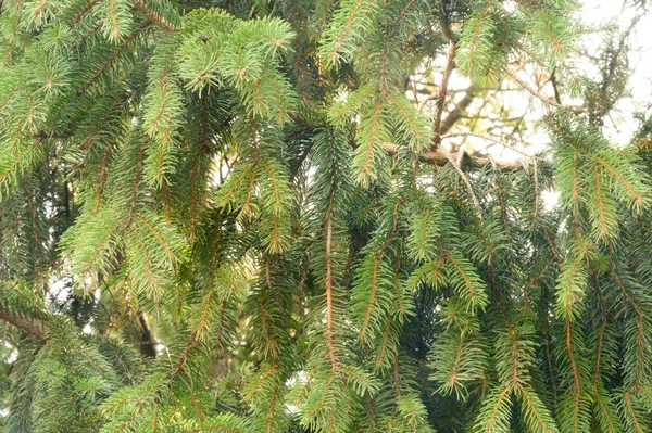 Sparren Met Groene Tak Groeien Blauwe Lucht Achtergrond — Stockfoto