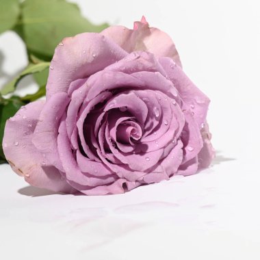 Parlak arka planda güzel bir gül çiçeği, yaz konsepti, yakın görüş  