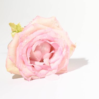 Parlak arka planda güzel bir gül çiçeği, yaz konsepti, yakın görüş  