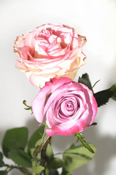 Красивые Свежие Розы Ярком Фоне Летняя Концепция Близкий Вид — стоковое фото