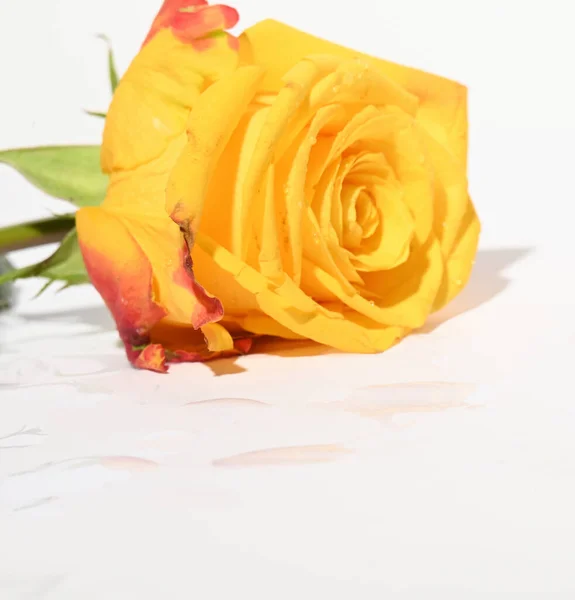 Красивый Цветок Розы Ярком Фоне Летняя Концепция Близкий Вид — стоковое фото