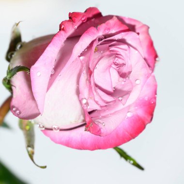 Parlak arka planda güzel bir gül çiçeği, yaz konsepti, yakın görüş  