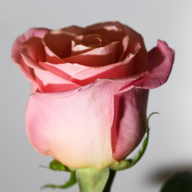 Parlak arka planda güzel bir gül çiçeği, yaz konsepti, yakın görüş  