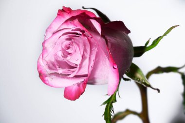 Parlak arka planda güzel bir gül çiçeği, yaz konsepti, yakın görüş  