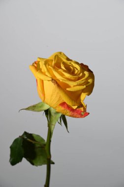 Parlak arka planda güzel bir gül çiçeği, yaz konsepti, yakın görüş  