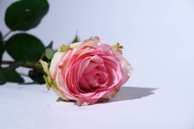 Parlak arka planda güzel bir gül çiçeği, yaz konsepti, yakın görüş  