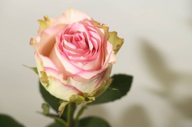 Parlak arka planda güzel bir gül çiçeği, yaz konsepti, yakın görüş  