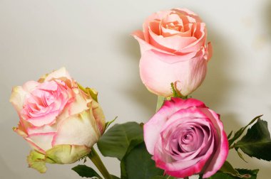 Parlak arka planda güzel taze güller, yaz konsepti, yakın manzara  