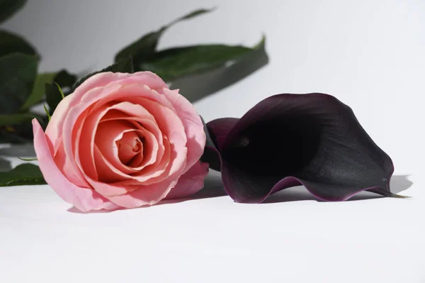 Mooie Frisse Roos Calla Lelie Bloemen Heldere Achtergrond Zomer Concept — Stockfoto